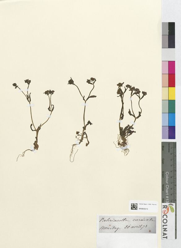 Valerianella carinata (Valerianaceae)