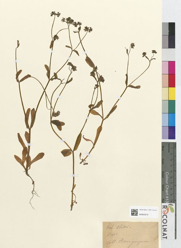 Valerainella olitoria (Valerianaceae)