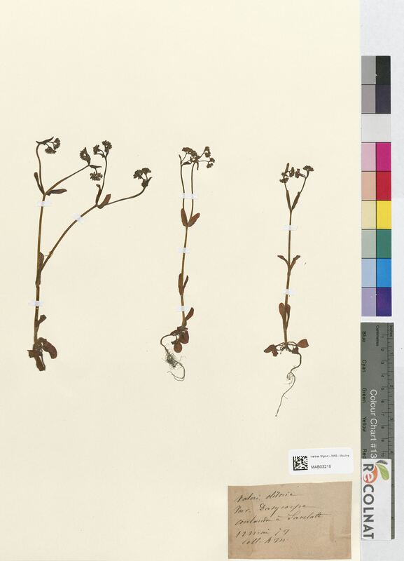 Valerainella olitoria (Valerianaceae)