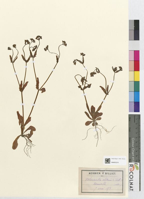 Valerainella olitoria (Valerianaceae)