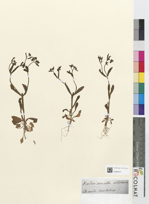 Valerainella olitoria (Valerianaceae)