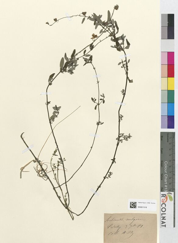 Helianthemum vulgare (Cistaceae)