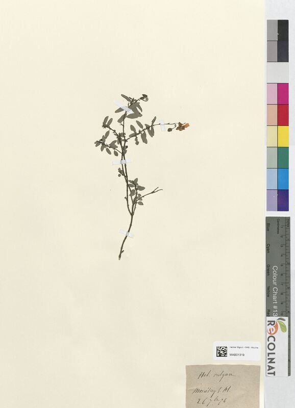 Helianthemum vulgare (Cistaceae)