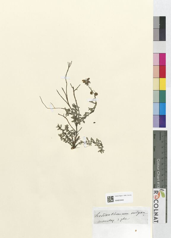 Helianthemum vulgare (Cistaceae)