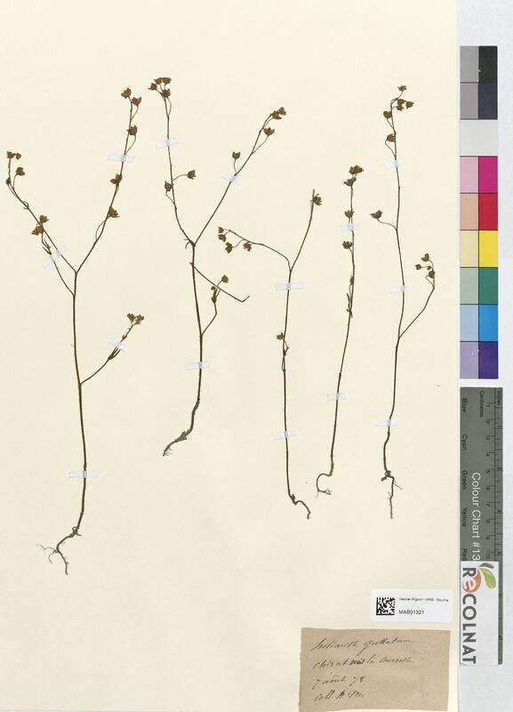 Helianthemum guttatum (Cistaceae)