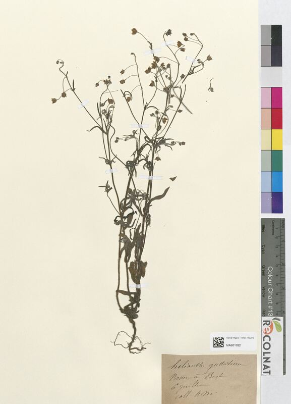 Helianthemum guttatum (Cistaceae)