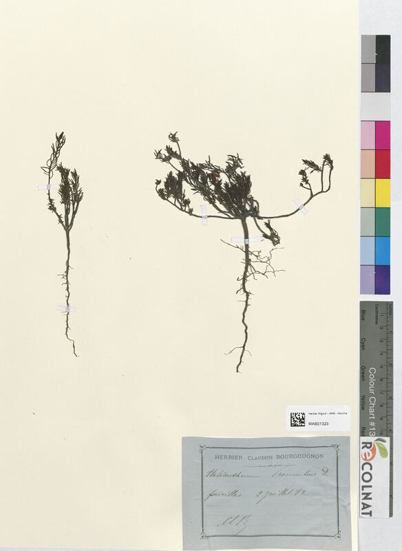 Helianthemum procumbens (Cistaceae)