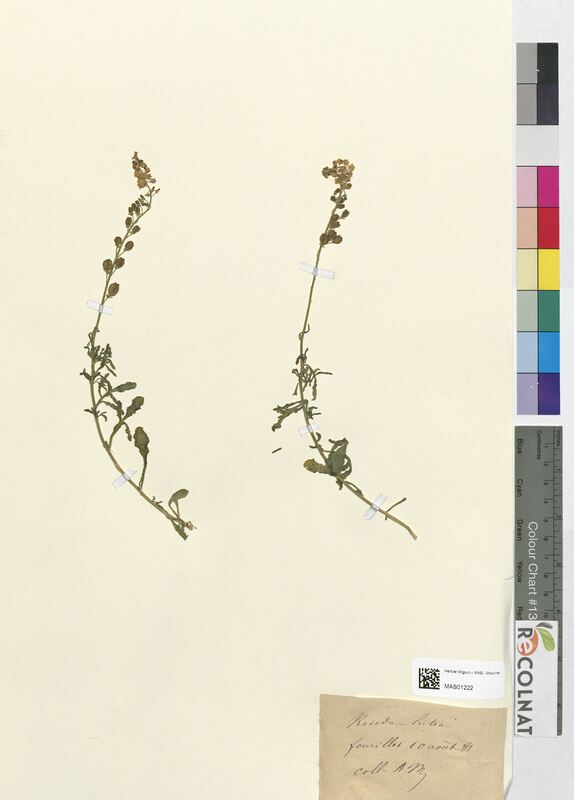 Reseda lutea (Resedaceae)