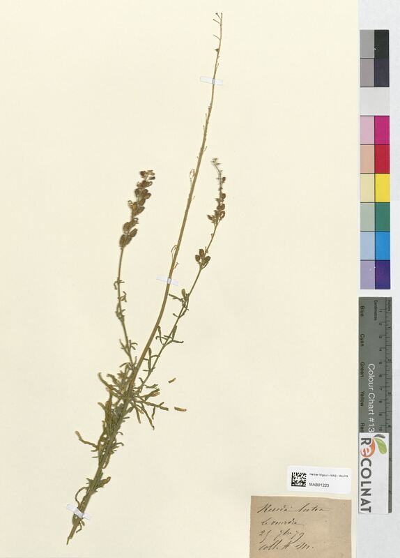 Reseda lutea (Resedaceae)