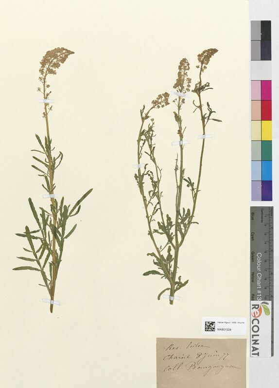 Reseda lutea (Resedaceae)