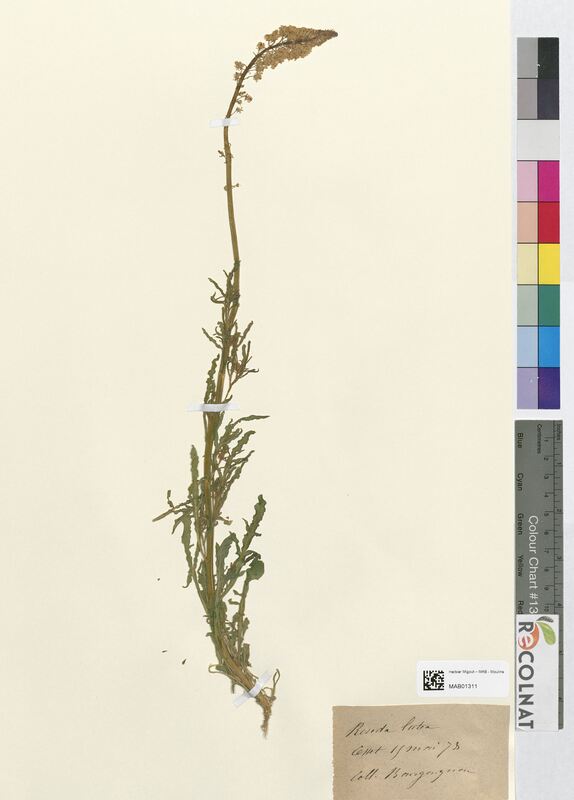 Reseda lutea (Resedaceae)