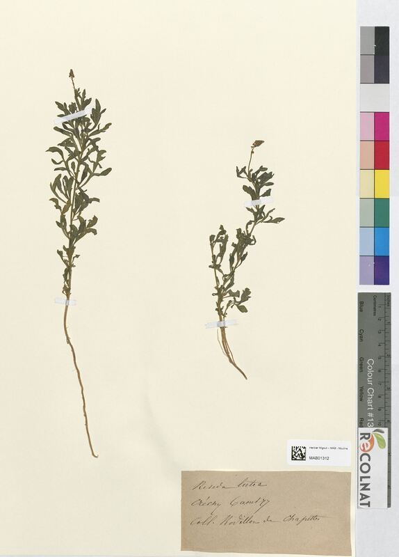 Reseda lutea (Resedaceae)