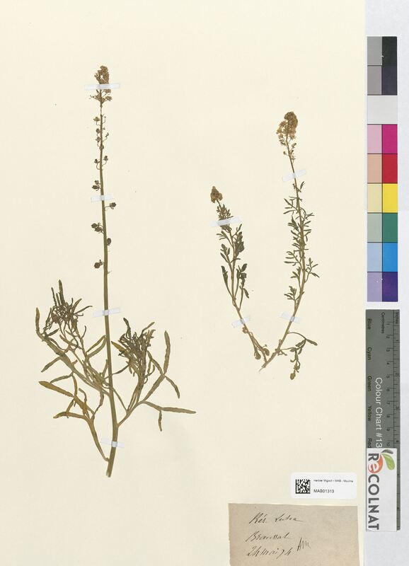 Reseda lutea (Resedaceae)