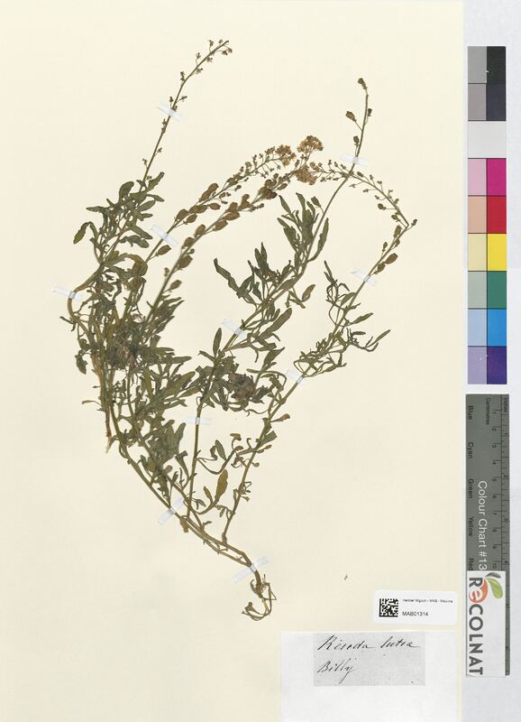 Reseda lutea (Resedaceae)