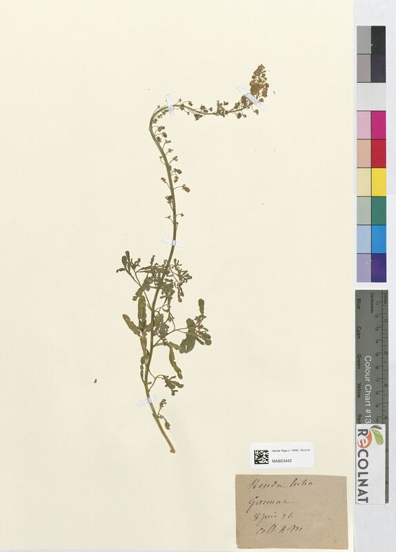 Reseda lutea (Resedaceae)