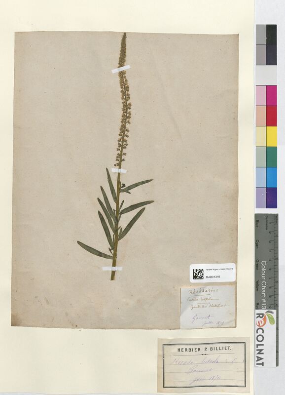 Reseda luteola (Resedaceae)