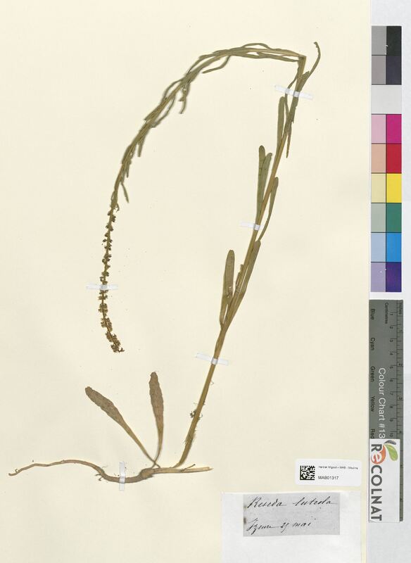 Reseda luteola (Resedaceae)