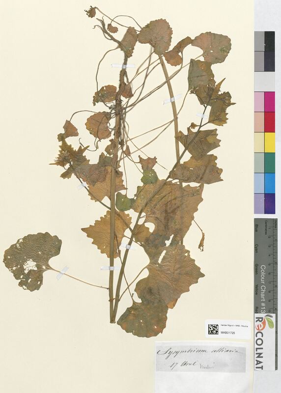 Sisymbrium alliaria (Brassicaceae)