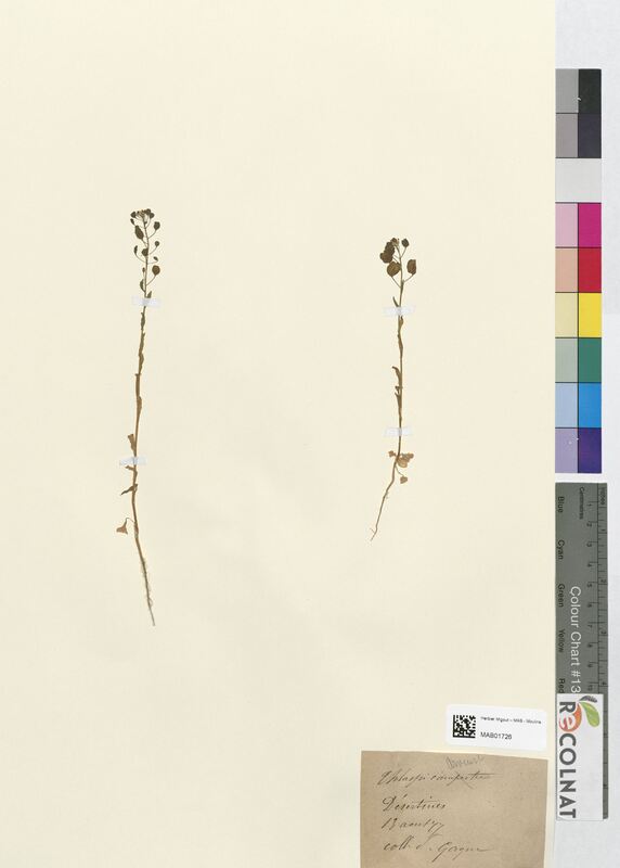 Thlaspi arvense (Brassicaceae)