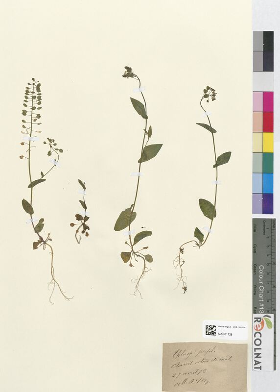 Thlaspi perfoliatum (Brassicaceae)