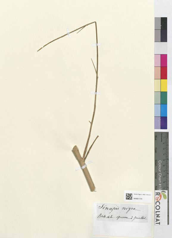 Sinapis nigra (Brassicaceae)