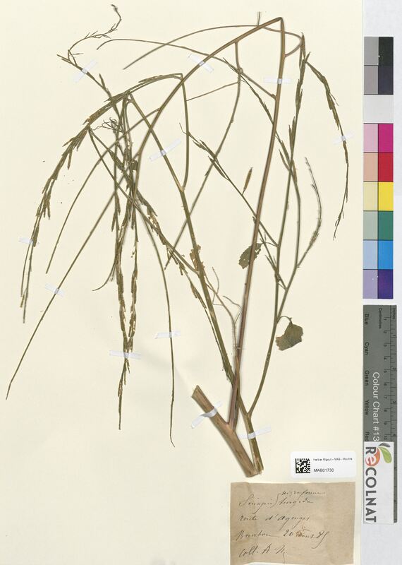 Sinapis turgida (Brassicaceae)
