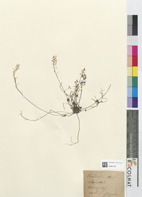 Teesdalia iberis (Brassicaceae)
