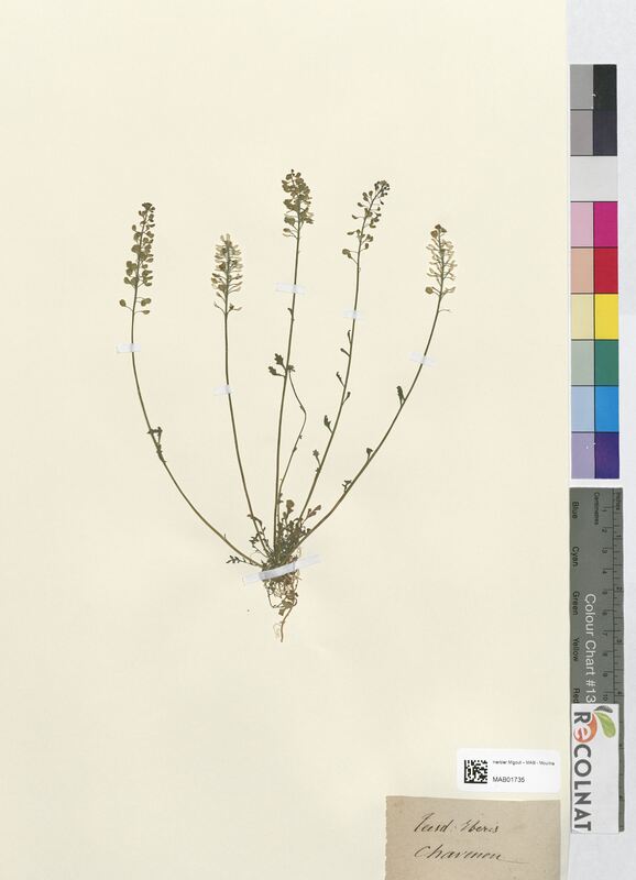 Teesdalia iberis (Brassicaceae)