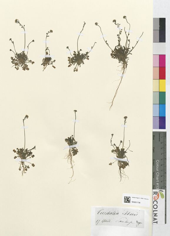 Teesdalia iberis (Brassicaceae)