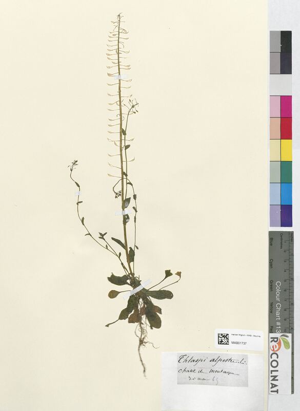 Thlaspi alpestre (Brassicaceae)
