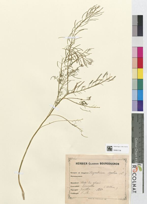 Sisymbrium sophia (Brassicaceae)