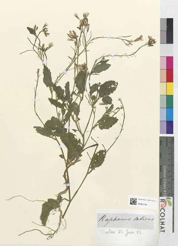 Raphanus sativus (Brassicaceae)