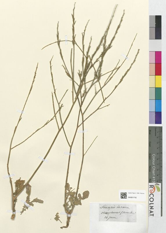 Sinapis incana (Brassicaceae)