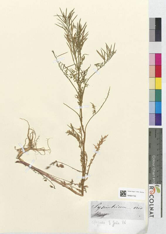 Sisymbrium iris (Brassicaceae)