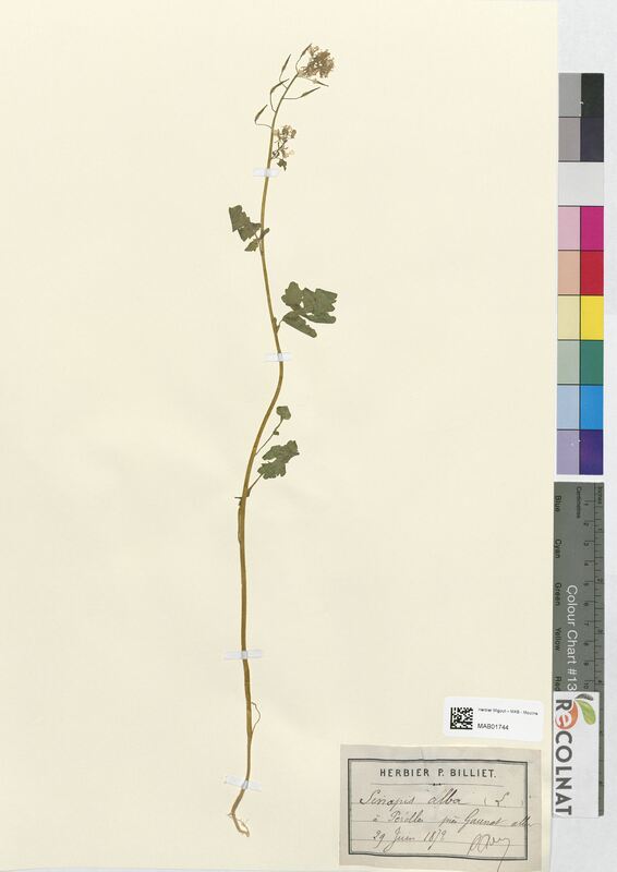 Sinapis alba (Brassicaceae)
