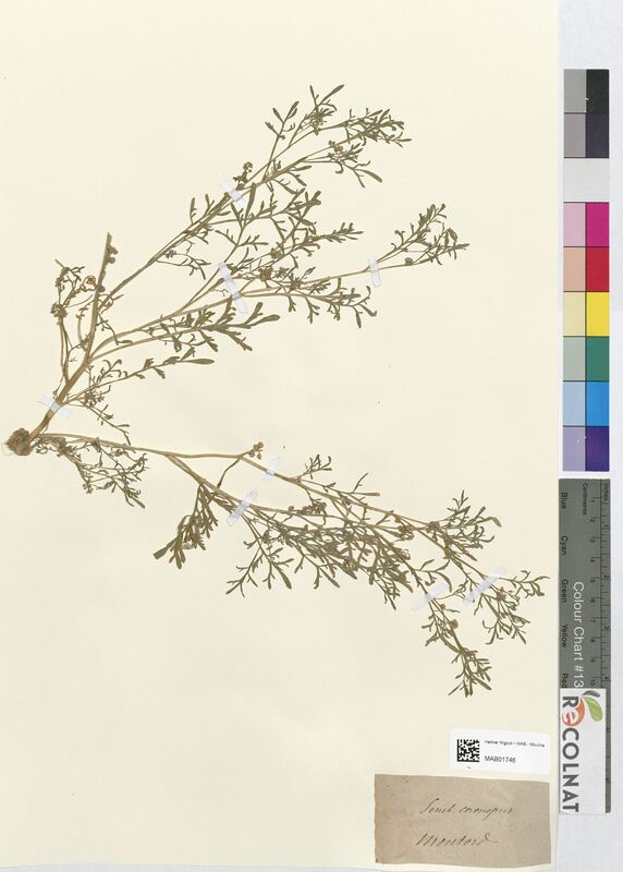 Senebiera coronopus (Brassicaceae)