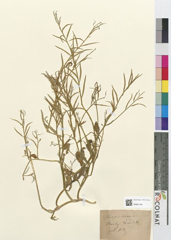 Sinapis arvensis (Brassicaceae)