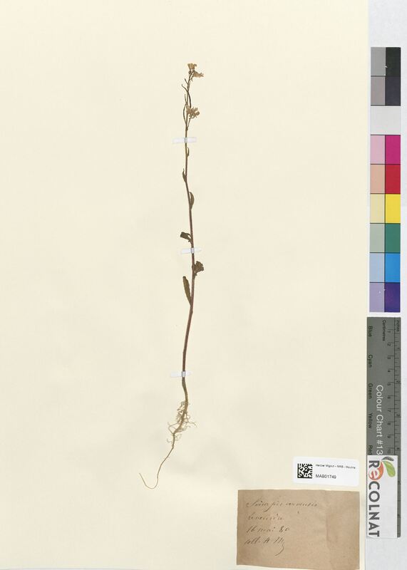 Sinapis arvensis (Brassicaceae)