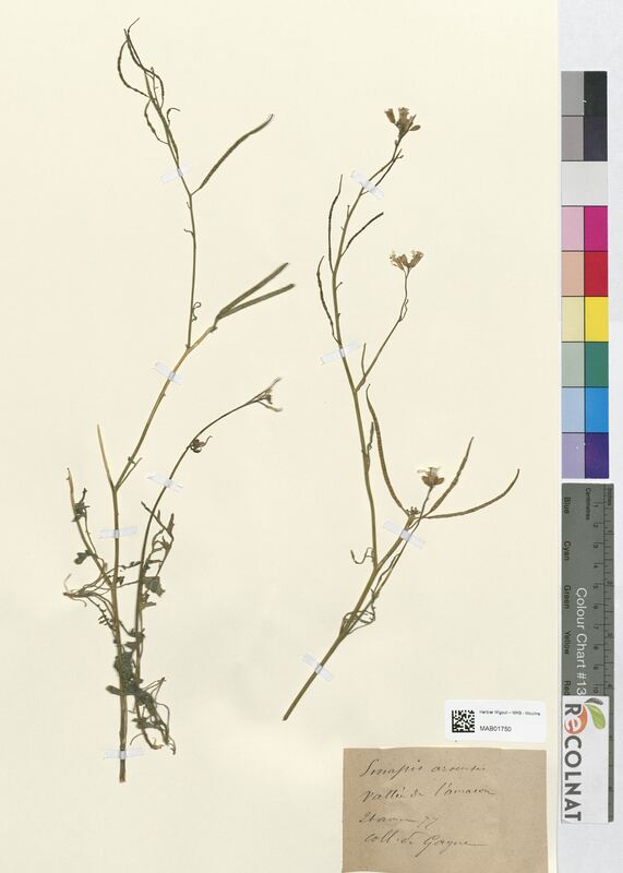 Sinapis arvensis (Brassicaceae)