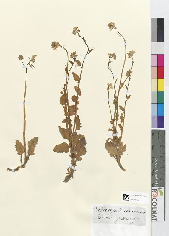 Sinapis arvensis (Brassicaceae)