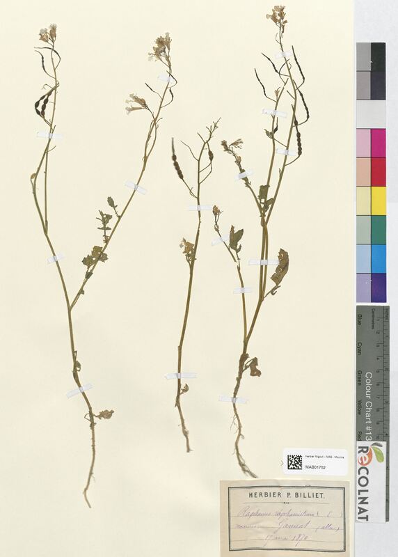 Raphanus raphanistrum (Brassicaceae)