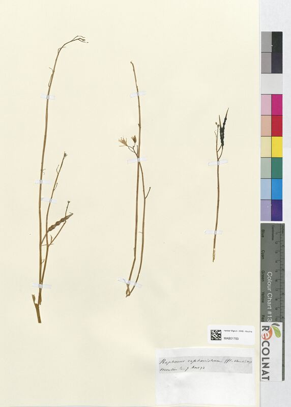 Raphanus raphanistrum (Brassicaceae)