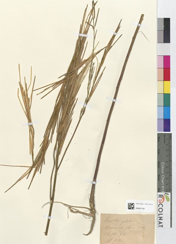 Turritis glabra (Brassicaceae)