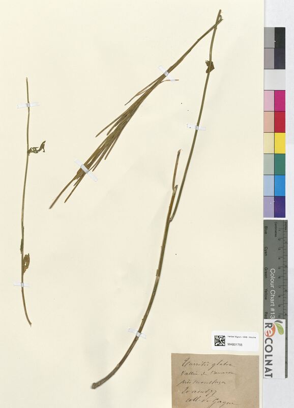 Turritis glabra (Brassicaceae)