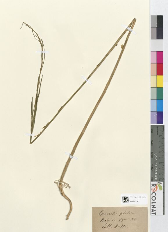 Turritis glabra (Brassicaceae)
