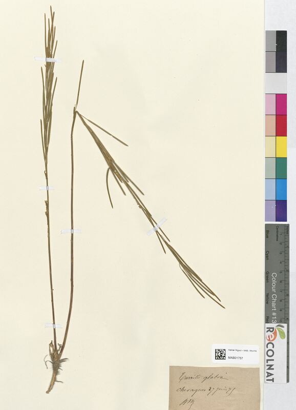Turritis glabra (Brassicaceae)