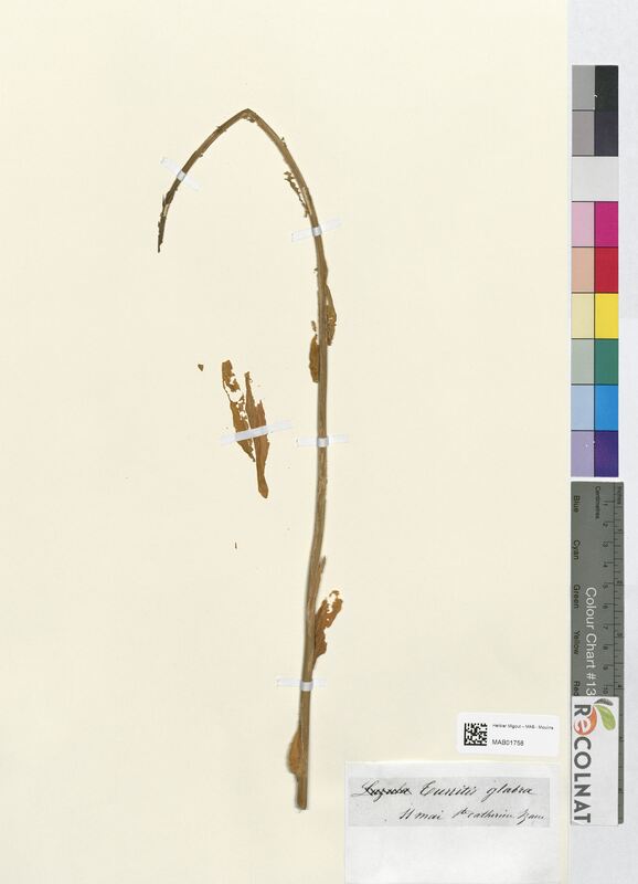 Turritis glabra (Brassicaceae)