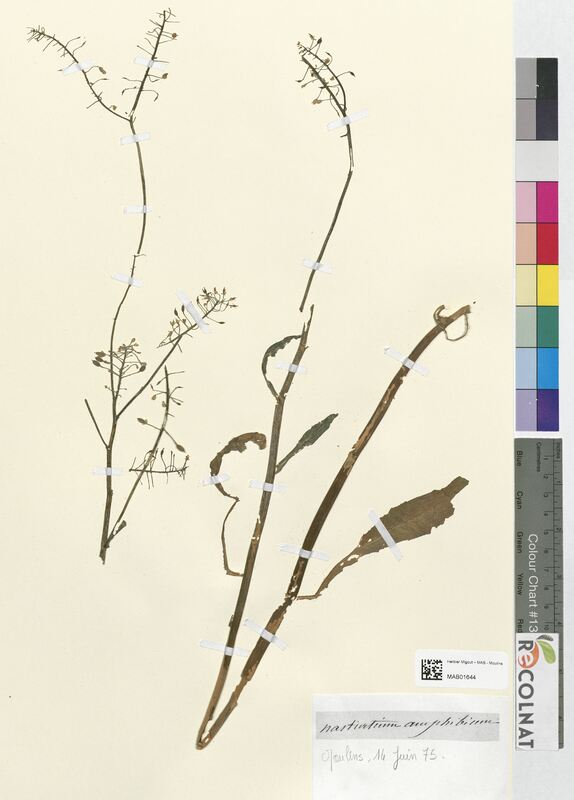 Nasturtium amphibium (Brassicaceae)