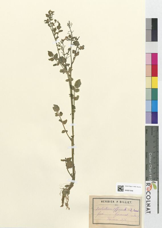 Nasturtium officinale (Brassicaceae)