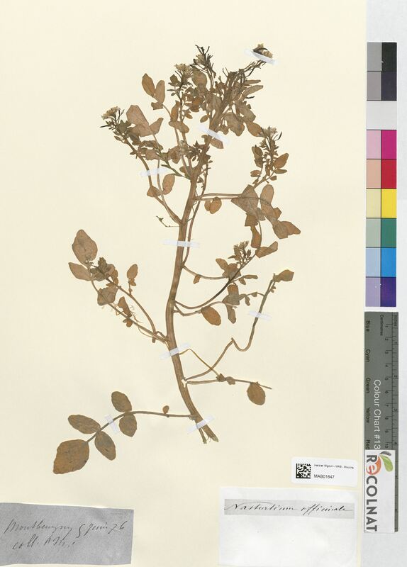 Nasturtium officinale (Brassicaceae)